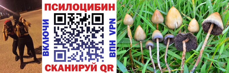 закладка  Дальнегорск  Псилоцибиновые грибы Cubensis 